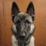 buddy
