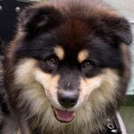 skoll